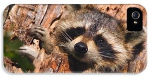 baby-raccoon-william-jobes