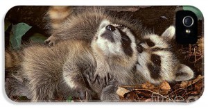 baby-raccoons-playing-er-degginger