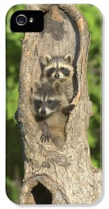 baby-racoons-in-hollow-tree-john-pitcher