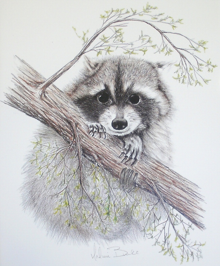 енот зимой, щенки енота, купить енота, купить енота полоскуна, малыши еноты, еноты в Москве, енот - полоскун