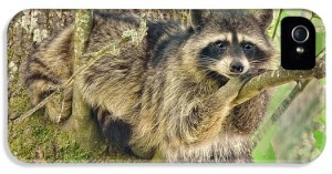 lazy-day-raccoon-jennie-marie-schell