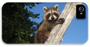 orphaned-raccoon-melissa-peterson