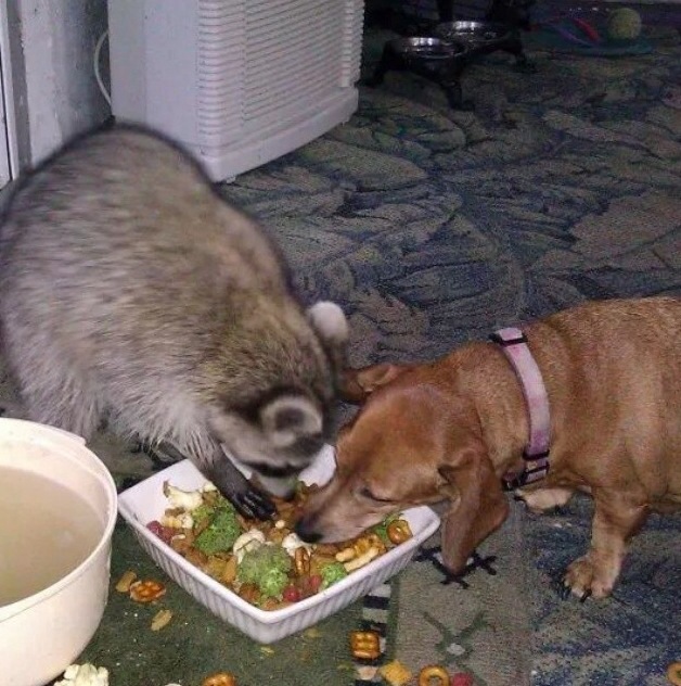 Енот, енот полоскун, енот в гости, енот на праздник, енот на заказ, заказать енота, енот дома, енот в квартире, заказ енота, ручной енот, енот дома, содержание енота, енот и собака, енот кушает, обед, друзья