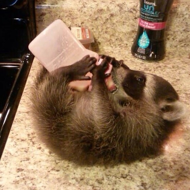 Енот, енот полоскун, енот в гости, енот на праздник, енот на заказ, заказать енота, енот дома, енот в квартире, заказ енота, ручной енот, енот дома, содержание енота, кормление енота из бутылочки, кормление маленького енота, как выкормить енота, крошка енот, малыш,