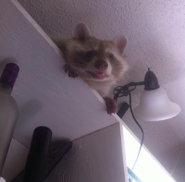 Енот, енот полоскун, енот в гости, енот на праздник, енот на заказ, заказать енота, енот дома, енот в квартире, заказ енота, ручной енот, енот дома, содержание енота, енот играет, игра с енотом, енот спрятался