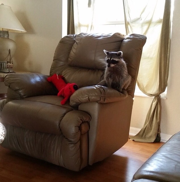 Енот, енот полоскун, енот в гости, енот на праздник, енот на заказ, заказать енота, енот дома, енот в квартире, заказ енота, ручной енот, енот дома, содержание енота, енот на кресле, енот в кресле, енот сидит