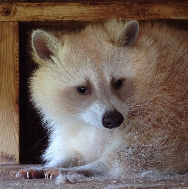 Енот, енот полоскун, енот в гости, енот на праздник, енот на заказ, заказать енота, енот дома, енот в квартире, заказ енота, ручной енот, енот дома, содержание енота, рыжий енот, белый енот, красивый енот,