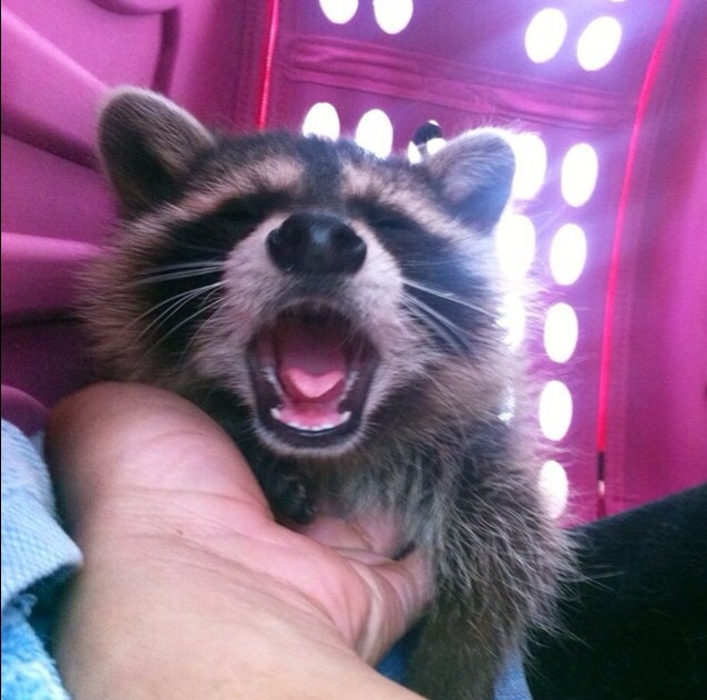 Енот, енот полоскун, енот в гости, енот на праздник, енот на заказ, заказать енота, енот дома, енот в квартире, заказ енота, ручной енот, енот дома, содержание енота, енот зевает, крошка енот, малыш енота, маленький енот