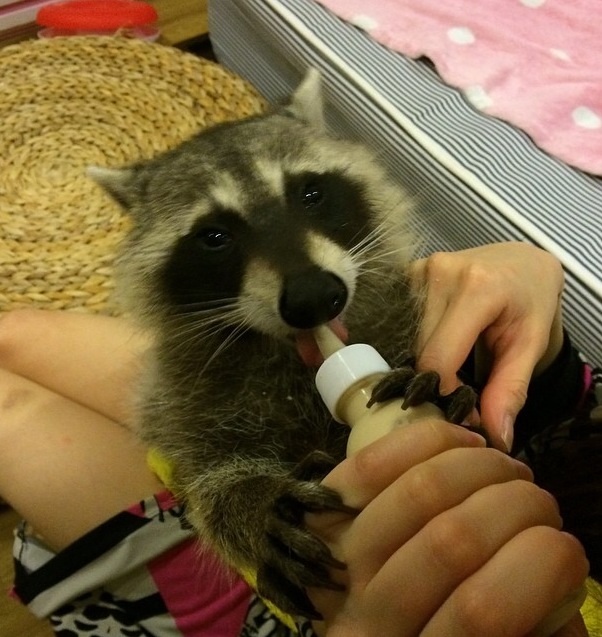 Енот, енот полоскун, енот в гости, енот на праздник, енот на заказ, заказать енота, енот дома, енот в квартире, заказ енота, ручной енот, енот дома, содержание енота, кормление енота, кормление маленького енота, как выкормить енота, енот и бутылочка