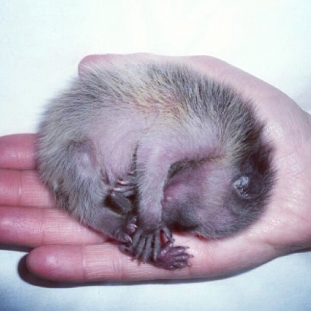 Енот, енот полоскун, енот в гости, енот на праздник, енот на заказ, заказать енота, енот дома, енот в квартире, заказ енота, ручной енот, енот дома, содержание енота, крошка енот, новорожденный енот, маленький енот,