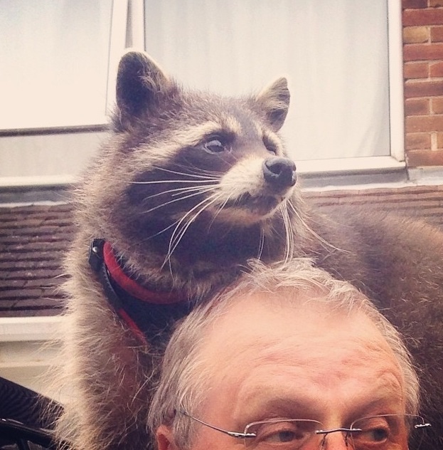 Енот, енот полоскун, енот в гости, енот на праздник, енот на заказ, заказать енота, енот дома, енот в квартире, заказ енота, ручной енот, енот дома, содержание енота, енот на голове, енот и хозяин, енот с хозяином,