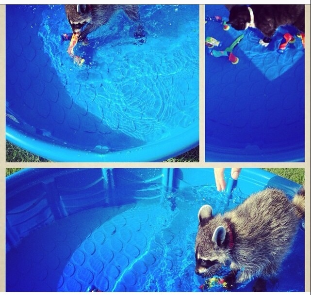 Енот, енот полоскун, енот в гости, енот на праздник, енот на заказ, заказать енота, енот дома, енот в квартире, заказ енота, ручной енот, енот дома, содержание енота, енот в воде, енот полоскает, енот в бассейне, енот купается