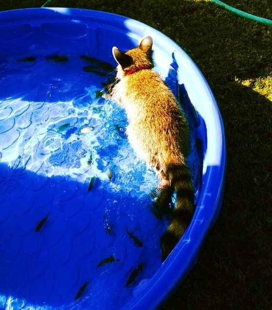 Енот, енот полоскун, енот в гости, енот на праздник, енот на заказ, заказать енота, енот дома, енот в квартире, заказ енота, ручной енот, енот дома, содержание енота, енот на рыбалке, енот и рыба, обед енота