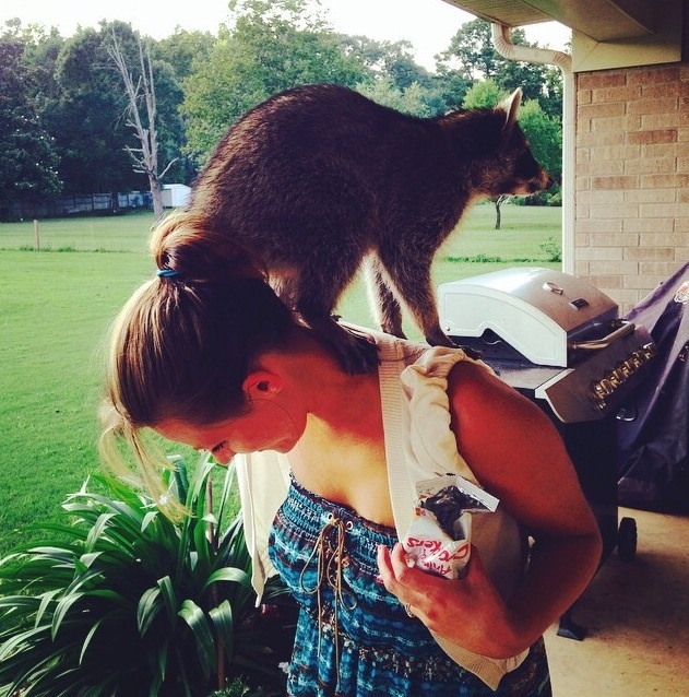 Енот, енот полоскун, енот в гости, енот на праздник, енот на заказ, заказать енота, енот дома, енот в квартире, заказ енота, ручной енот, енот дома, содержание енота, енот на спине, домашний енот, енот и девушка