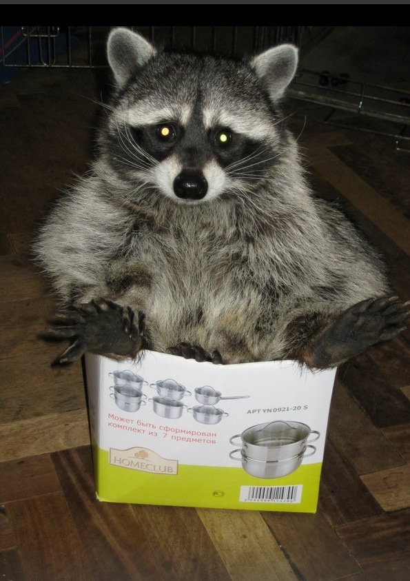 Енот, енот полоскун, енот в гости, енот на праздник, енот на заказ, заказать енота, енот дома, енот в квартире, заказ енота, ручной енот, енот дома, содержание енота, пятки енота, ручной енот,